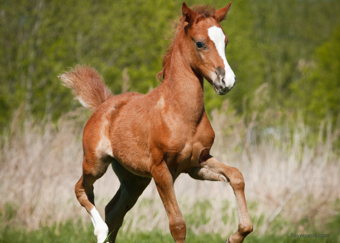 Foal