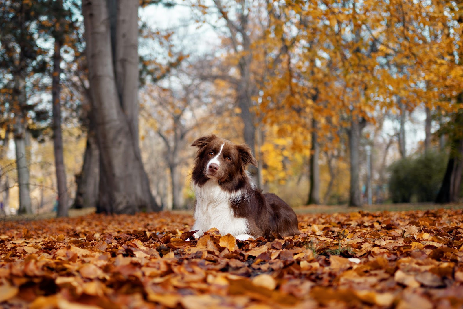 Un perro sentado en un montón de hojas en un bosque