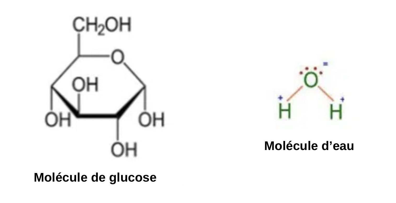 L'humidité du miel : pourquoi fermente-t-il et comment l'éviter ? - Non classifié(e)