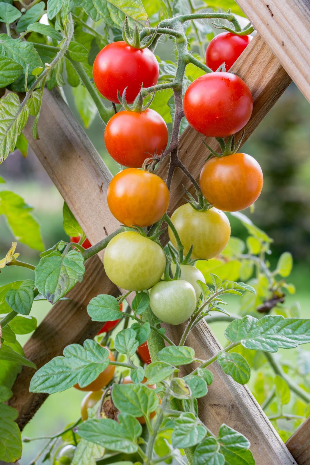 tomato vine leaf