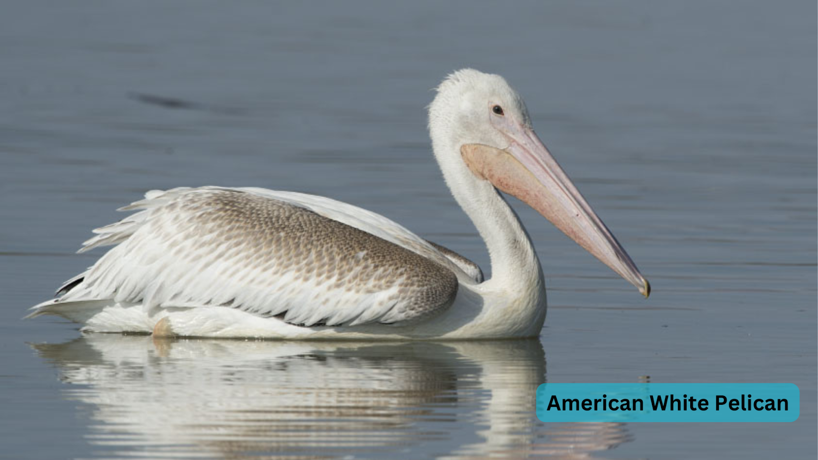 American White Pelican