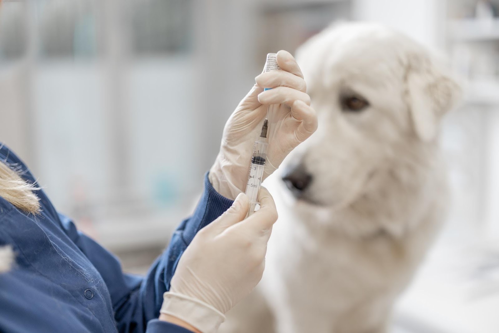 Un vétérinaire se prépare à faire une injection à un chien dans une clinique