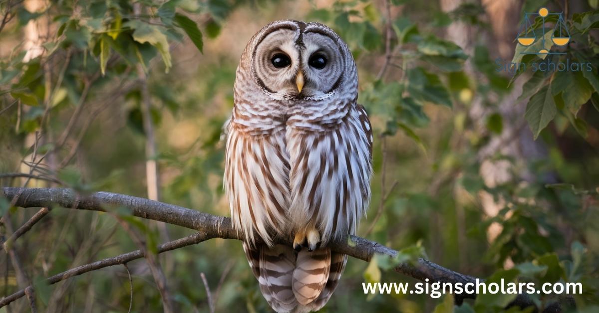 The Enigmatic Barred Owl: Nature's Nocturnal Sage