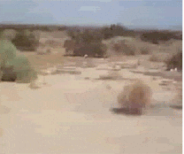 The Tumbleweed GIFs - Find & Share on GIPHY