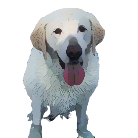 A dog with its tongue out

AI-generated content may be incorrect.