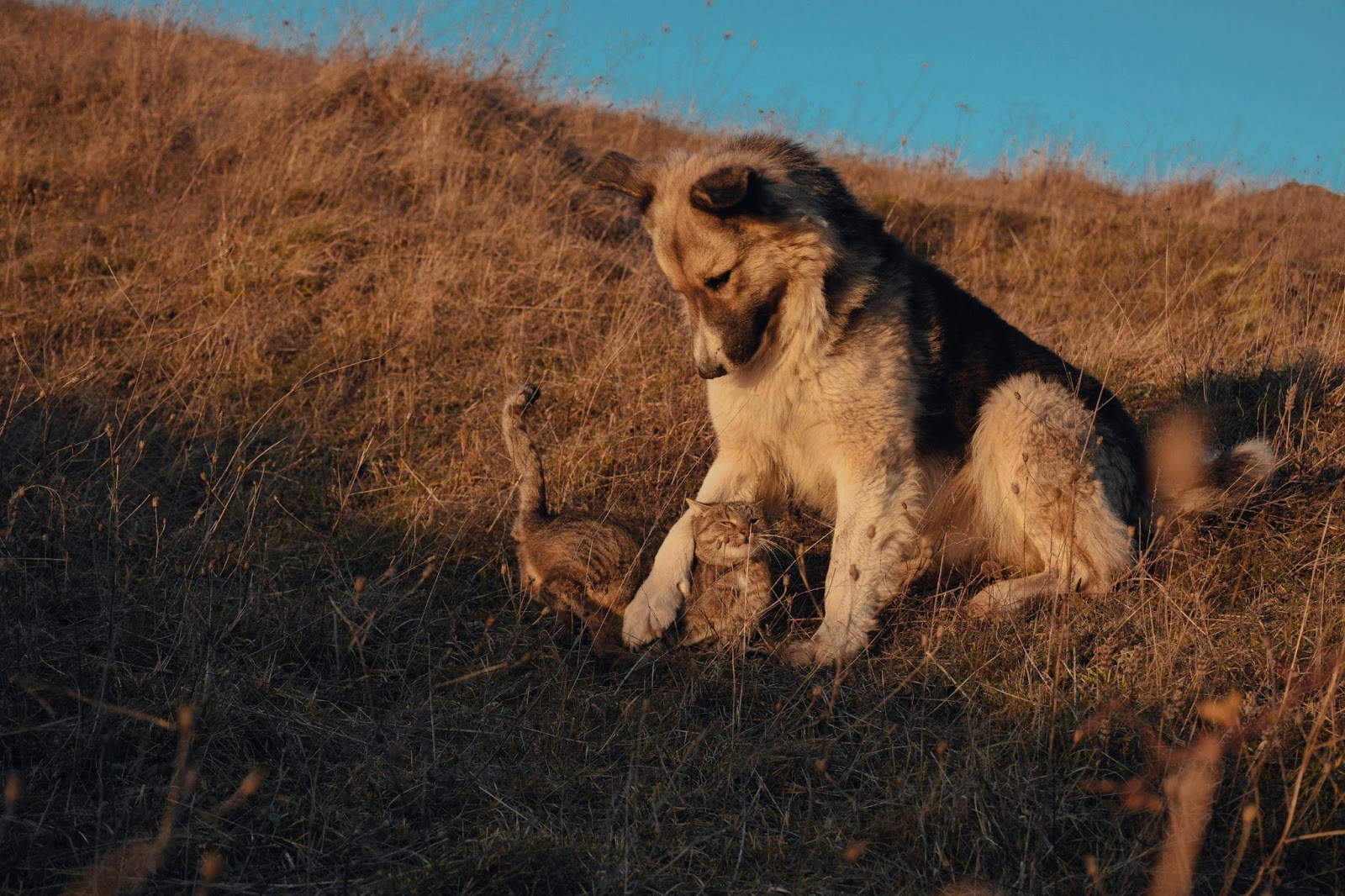 Heartwarming Cat-Dog Friendships That Will Restore Your Faith in Animals