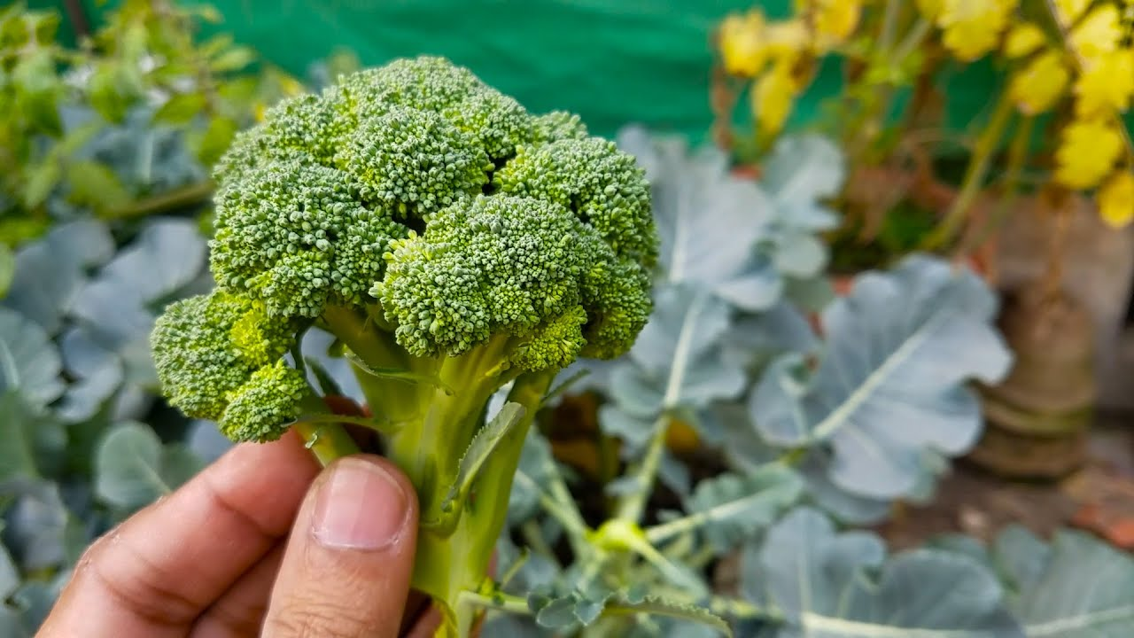 Broccoli growing guide: Tips for delicious home harvests