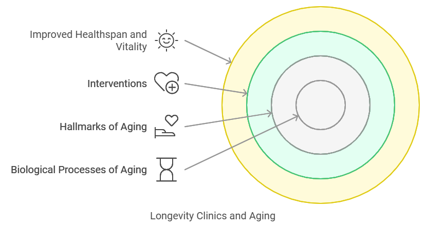 Graphic wheel illustrating the core services offered by longevity clinics, including advanced diagnostics, personalized nutrition, hormone therapy, and regenerative treatments for anti-aging and health optimization.