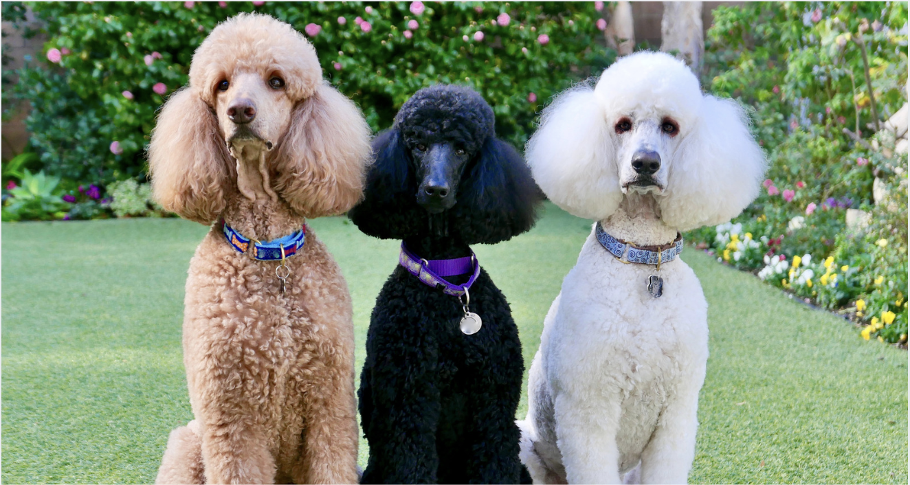 Black, brown and white poodle