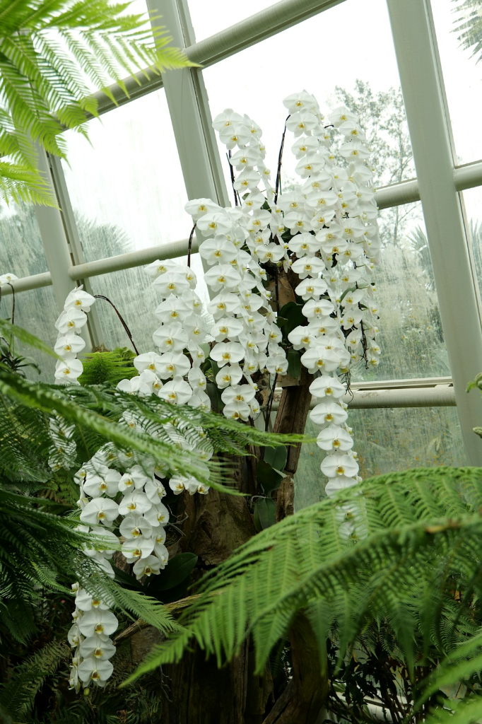 a large white flower in a green house by summertrain