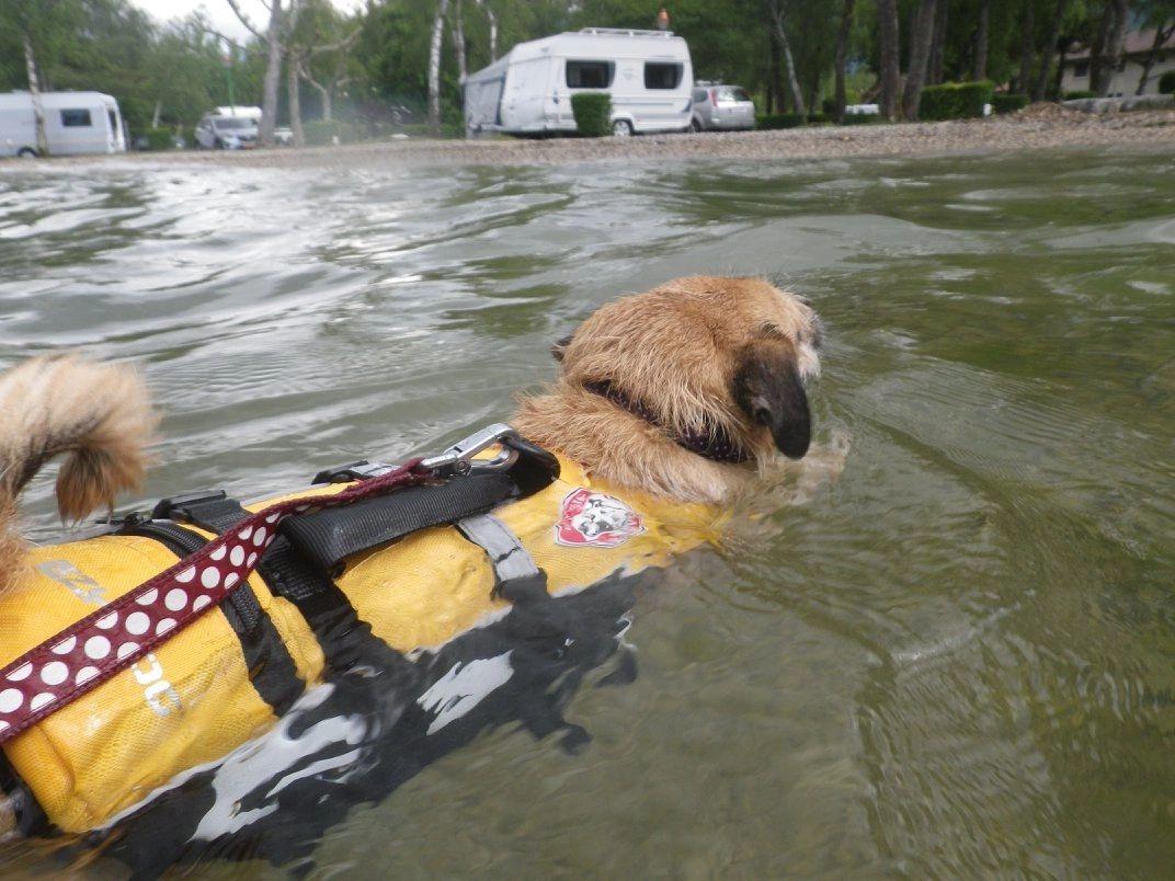 Maisy swimming back to the camp site at Lac Bleu