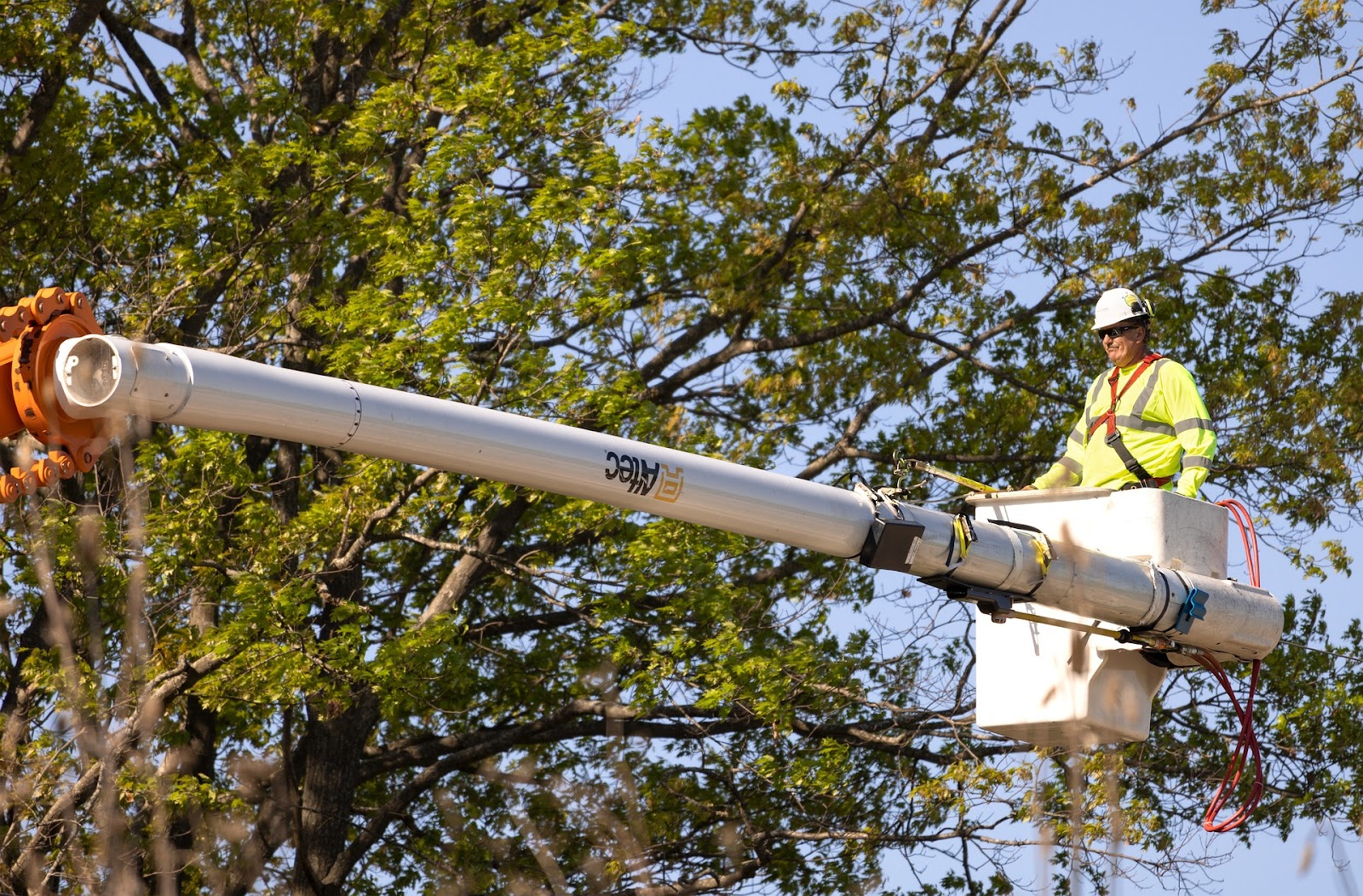 arborist