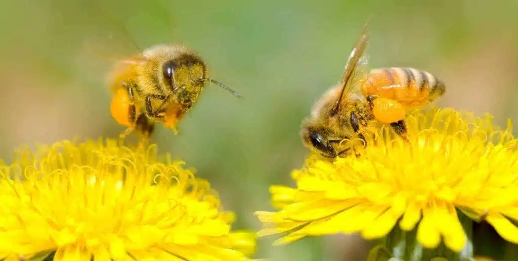 Qu'est-ce que la pollinisation et quel rôle y jouent les abeilles ? - Non classifié(e)