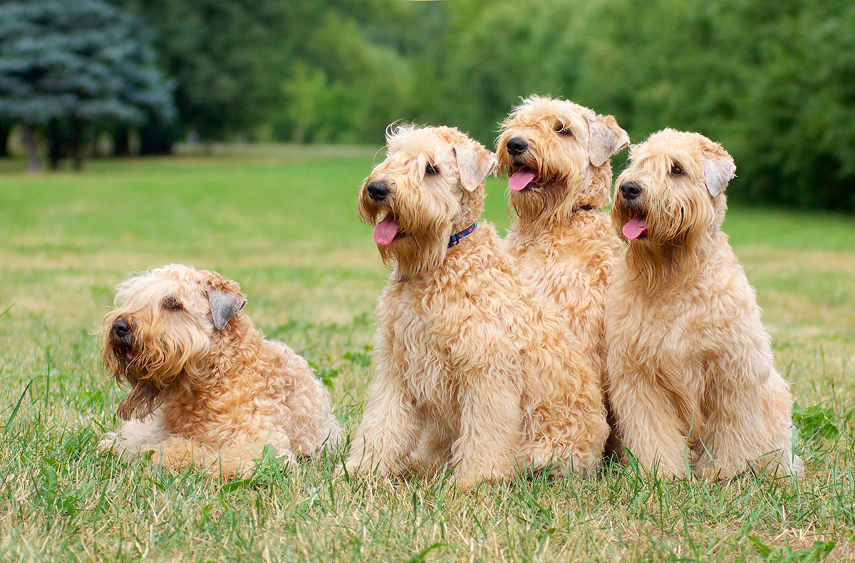 Soft Coated Wheaten Terrier Irlandés - Guía de la Raza