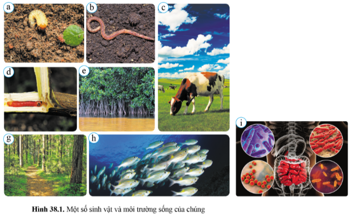 BÀI 38 - MÔI TRƯỜNG VÀ CÁC NHÂN TỐ SINH THÁI
