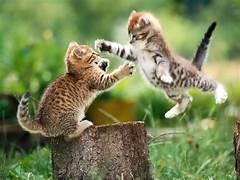 Two kittens jumping on a stump

Description automatically generated