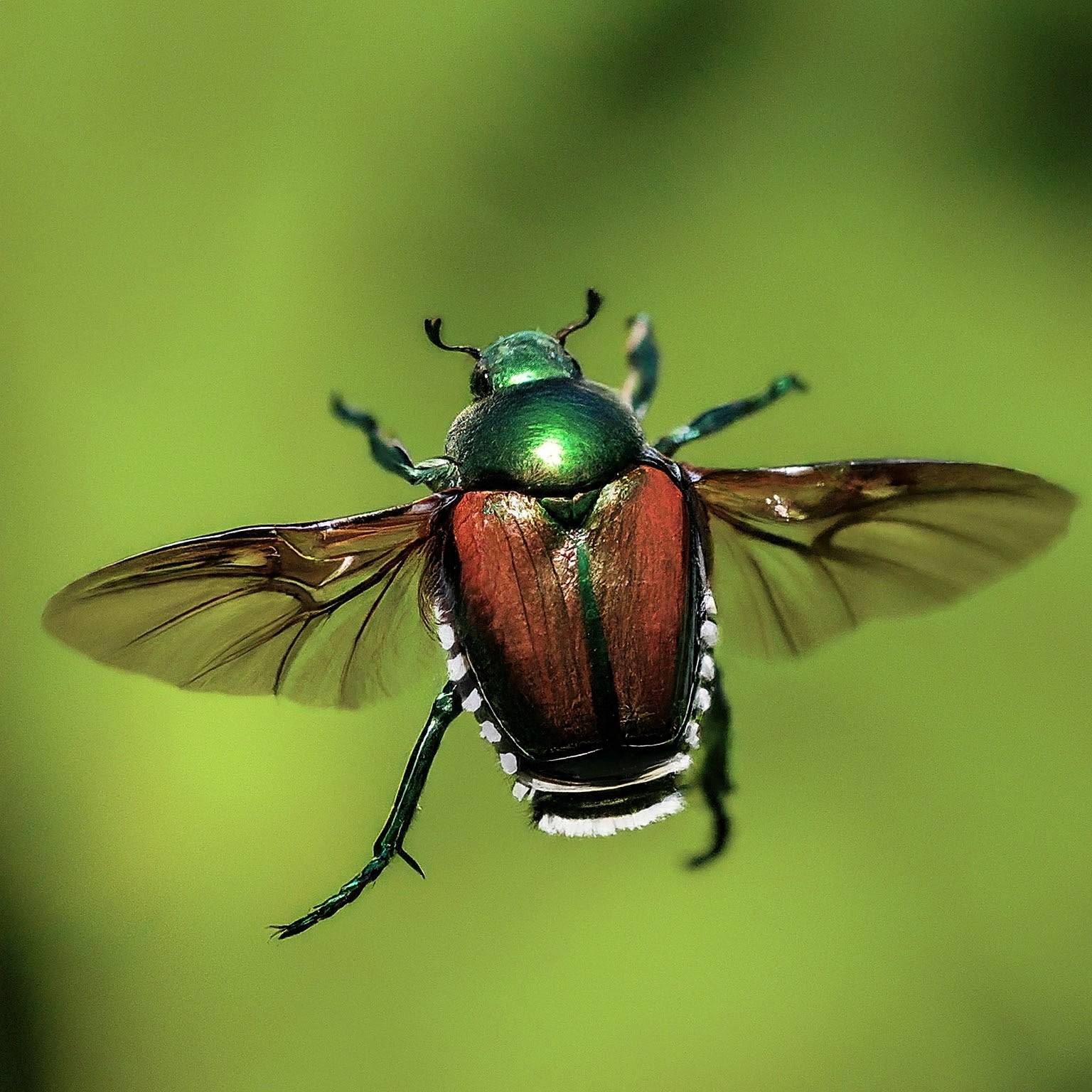 beetle flying through the air