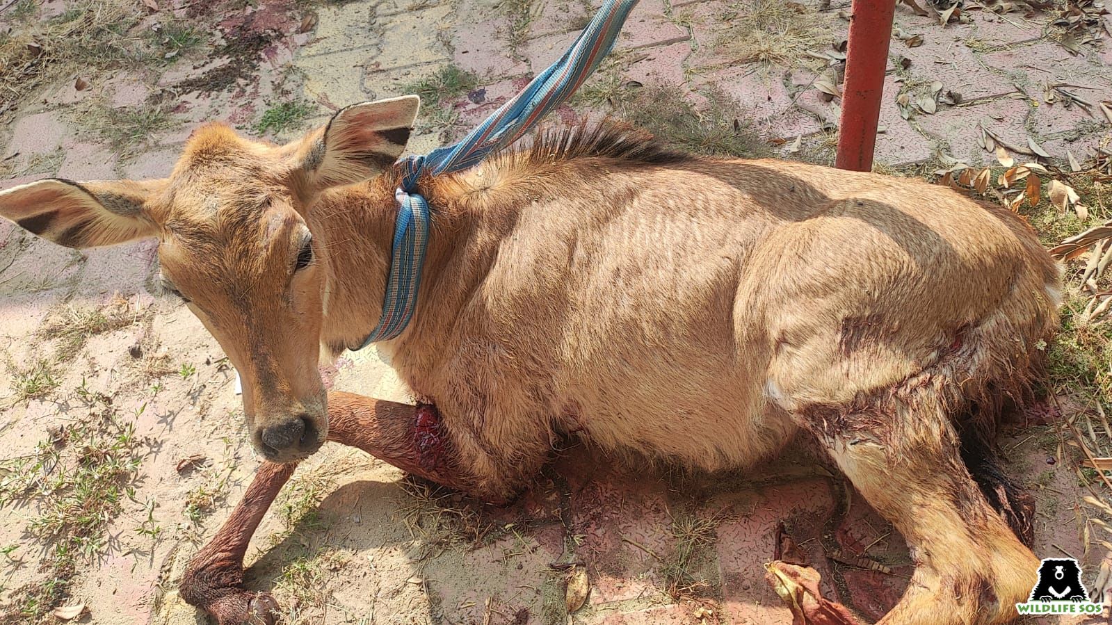 Injured by canine, a distressed nilgai was rescued in Agra