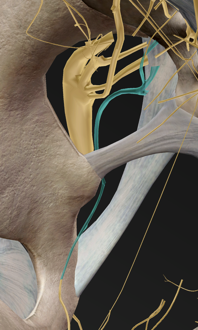 right side of pelvis (pudenal nerve exits through greater sciatic foramen)