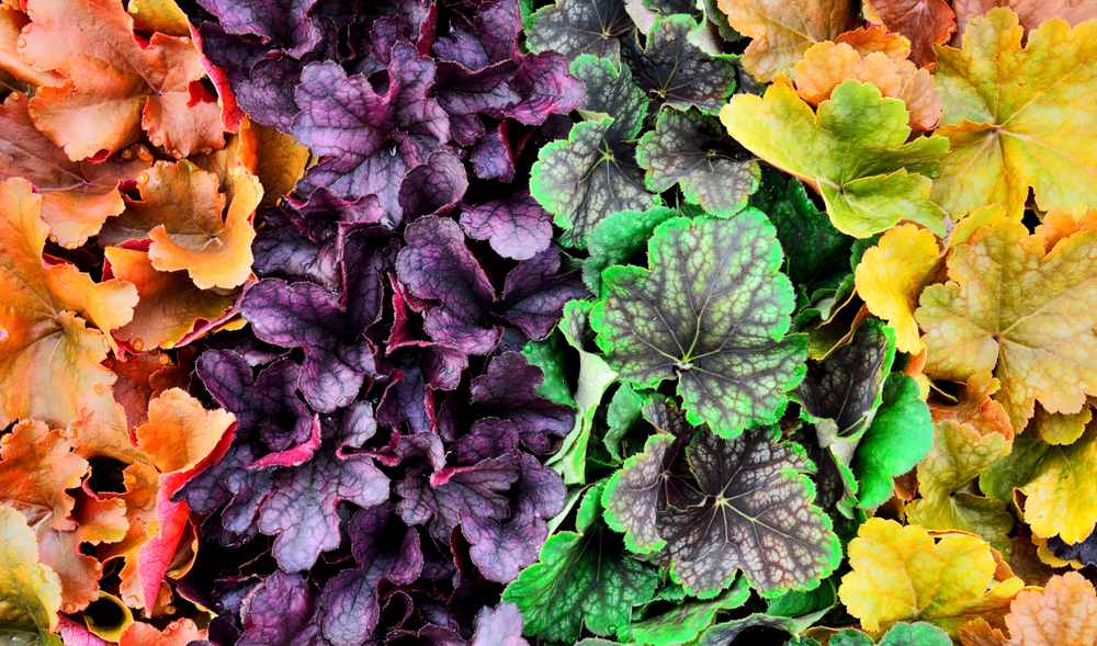 Types of Heuchera