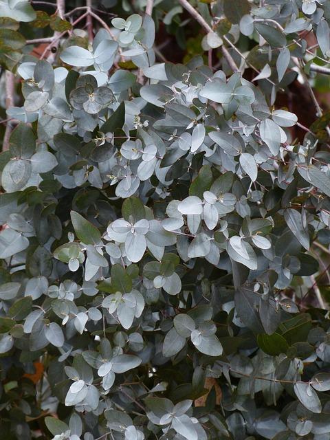 Free Leaves Eucalyptus photo and picture