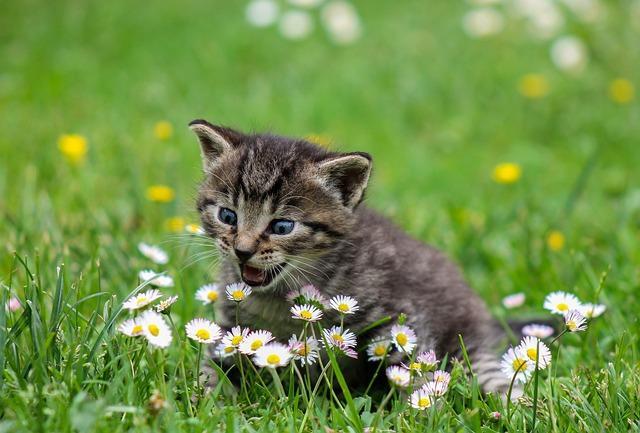 Free Kitty Playful photo and picture