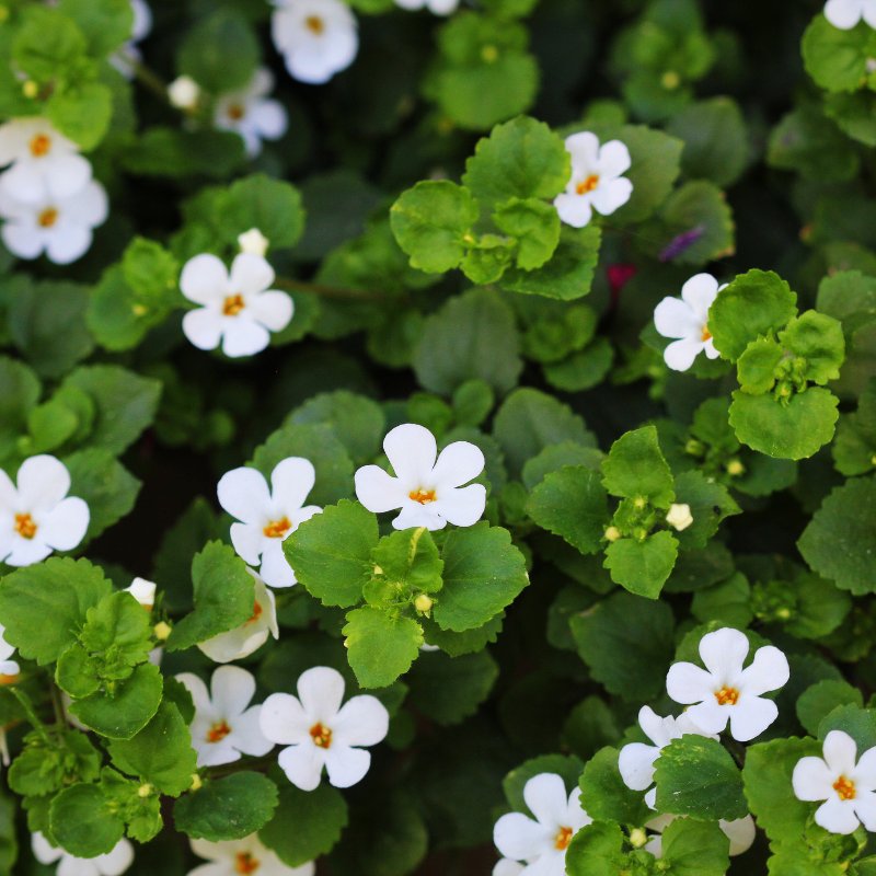Bacopa monnieri, herb Bacopa is a medicinal herb used in Ayurveda, also known as "Brahmi", a herbal memory