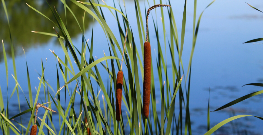 Tall cattails with their distinctive sausage-shaped flower spikes on the edge of blue waters.