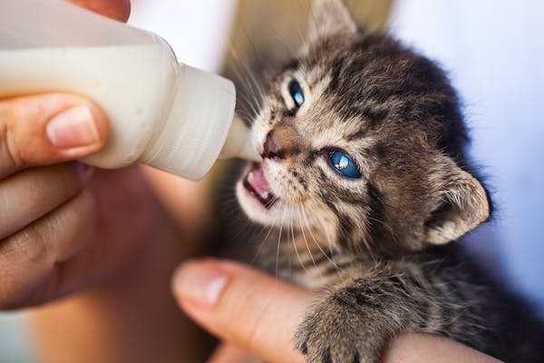 Cats Love Milk