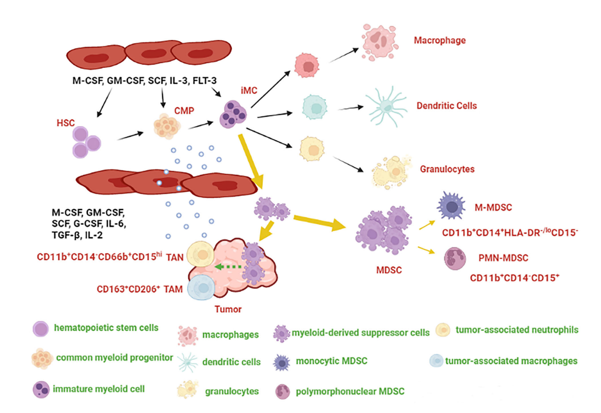 A diagram of cells and their functions

Description automatically generated