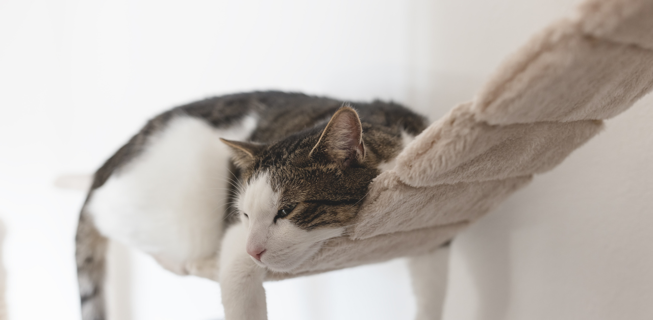 Hammock Cat Bed