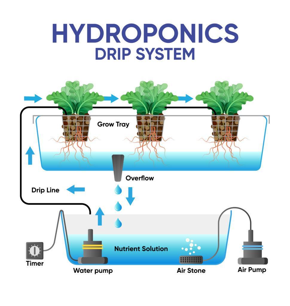 6 Types of Hydroponic Systems That Every Hobbyist Should Know