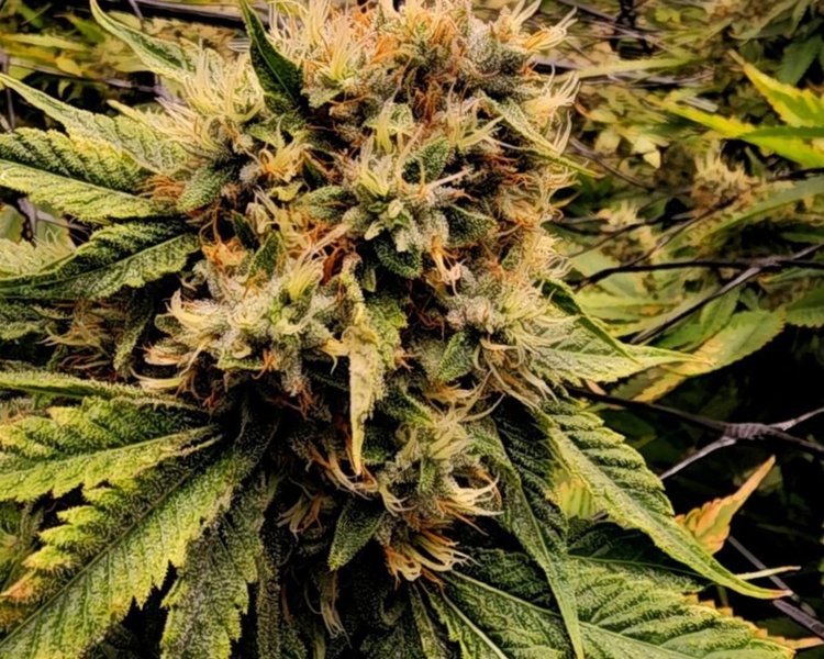 The Chemmy Jones plant produces dense, dark green buds with wiry orange hairs and a thick coat of trichomes.