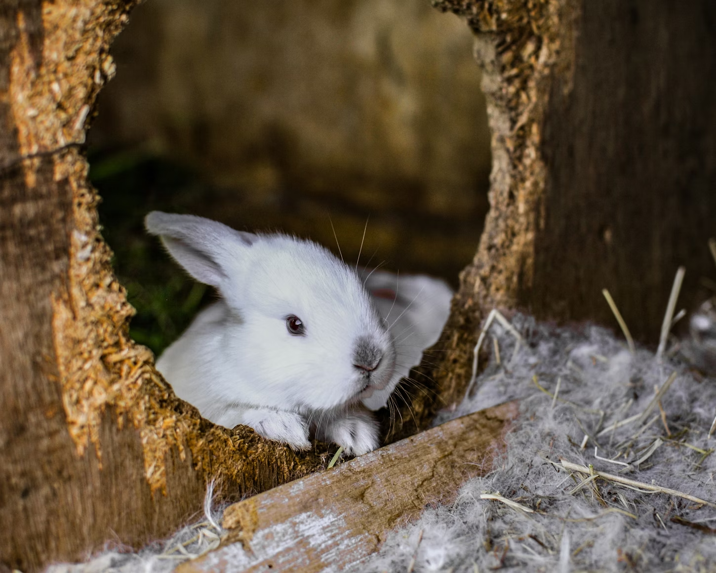 White Rabbit Names
