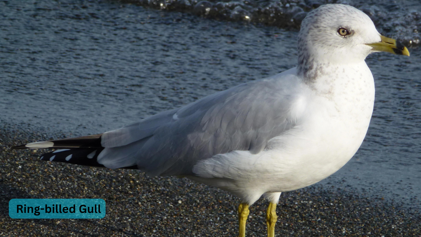 Ring-billed Gull