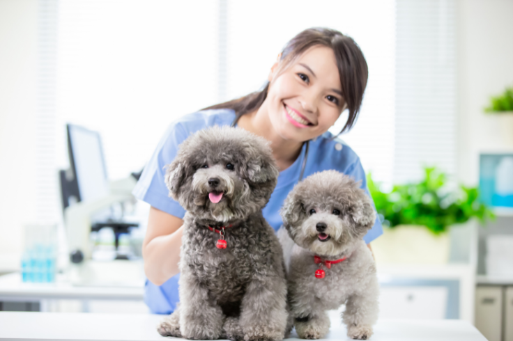 Vet assistant smiling with two gray dogs on the table