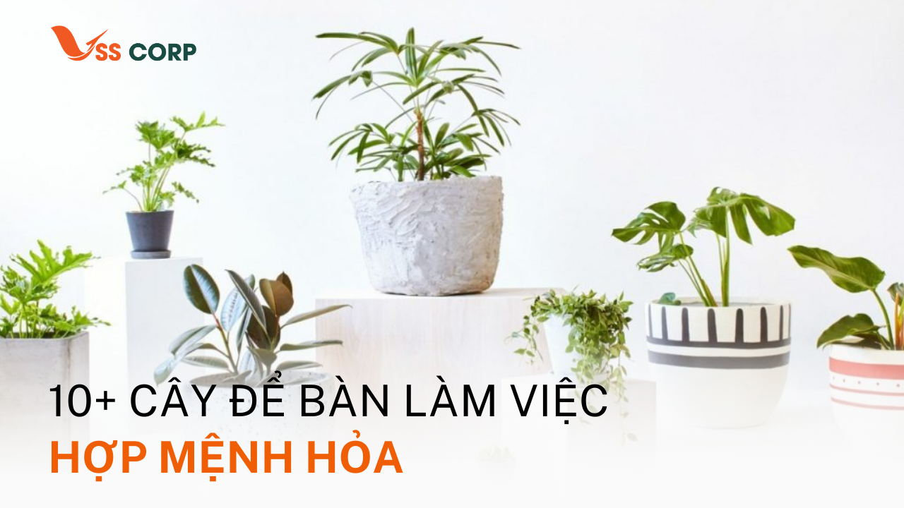 10+ Cây để bàn làm việc hợp Mệnh Hỏa – Lựa chọn theo Phong Thủy