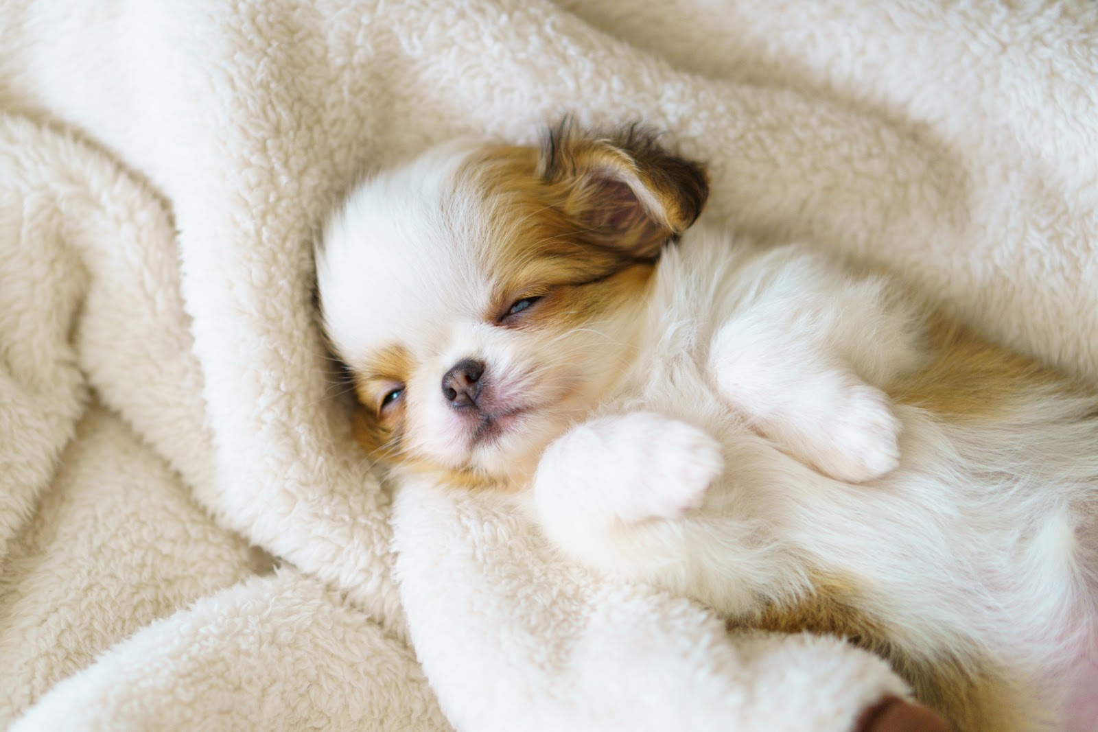 上向きでうっすら目を開けるチワワの子犬