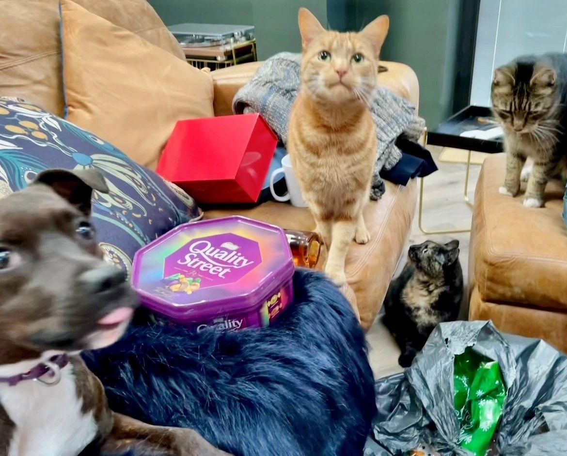 The whole clan…Scout and The Meowfia! 