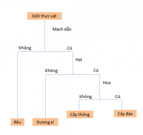 BÀI 29: THỰC VẬT1. ĐA DẠNG THỰC VẬTCâu 1: Quan sát hình 29.1, hãy kể tên một số đại diện thuộc các nhóm thực vật. Xác định đặc điểm của mỗi nhómĐáp án chuẩn: - Nhóm Rêu: cây rêu tường- Nhóm Dương xỉ: cây dương xỉ- Nhóm Hạt trần: cây vạn tuế, cây thông- Nhóm Hạt kín: cây đào, cây xương rồngCâu 2: Có thể phân biệt nhóm Rêu và nhóm Dương xỉ nhờ đặc điểm cấu tạo bên trong nào?Đáp án chuẩn: Rêu không có mạch dẫn, dương xỉ có hệ mạch dẫn.Câu 3: Đặc điểm nào giúp em phân biệt Hạt trần và cây hạt kínĐáp án chuẩn: Cây hạt trần có hạt nằm lộ trên noãn, không được bảo vệ trong quả cây hạt kín có hạt nằm trong quả.Câu 4: Em hãy cho biết môi trường sống của thực vật bằng cách hoàn thành bảng theo mẫu sau: Đáp án chuẩn: Tên câyMôi trường sốngCây rêuTường ẩmCây dương xỉĐất ẩmCây thôngTrên cạnCây xương rồngTrên cạnCây lanĐộ ẩm caoCây bèo tấmDưới nướcCây đàoTrên cạnCâu 5: Dựa vào đặc điểm các nhóm thực vật, hãy xây dựng khóa lưỡng phân theo gợi ý sau: Đáp án chuẩn: 2. VAI TRÒ CỦA THỰC VẬTCâu 1: Quan sát hình 29.2 và 29.3, em hãy nêu vai trò của thưc vật trong tự nhiên Đáp án chuẩn: Là nơi sinh sống cho một số sinh vật khác, cung cấp thức ăn cho các sinh vật khác, là một mắt xích quan trọng chuỗi thức ăn tự nhiên.Câu 2: Điều gì xảy ra với các sinh vật trong chuỗi thức ăn hình 29.2 nếu số lượng loài cỏ bị giảm đi đáng kể?Đáp án chuẩn: Nếu số lượng loài cỏ bị giảm đi đáng kể, số lượng động vật ăn cỏ sẽ kéo theo giảm xuống. Kéo theo đó, số lượng động vật ăn thịt loài ăn cỏ bị giảm xuống . Điều này gây mất cân bằng hệ sinh thái và ảnh hưởng một phần không nhỏ đến con người.Câu 3: Quan sát hình 29.4, hãy cho biết hàm lượng khí carbon dioxide và oxygen trong không khí được cân bằng như thế nào? Từ đó, hãy nêu vai trò của thực vật trong điều hòa khí hậuĐáp án chuẩn: - Nhờ quá trình quang hợp ở thực vật: do hấp thụ khí carbon dioxide và thải khí oxygen. Khí carbondioxide và oxygen trong không khí được cân bằng.- Khí carbon dioxide và oxygen trong không khí ổn định, điều hòa khí hậuCâu 4: Quan sát hình 29.5, em hãy cho biết tại sao phải trồng cây gây rừngĐáp án chuẩn: Để tăng độ che phủ, bảo vệ môi trường, giữ đất chống xói mòn, bảo vệ bờ biển ở vùng ven biển, góp phần làm giảm bớt lũ lụt, khô hạn…Câu 5: Việc trồng nhiều cây xanh có lợi ích gì đối với vấn đề bảo vệ môi trườngĐáp án chuẩn: Cung cấp khí oxygen cho con người hô hấp, hấp thụ CO2, amoniac, SO2, NO2, bụi bẩn,... làm giảm ô nhiễm môi trường, làm chậm sự bốc hơi, tăng độ ẩm không khí.Câu 6: Quan sát hình 29.7, hãy nêu vai trò của thực vật đối với đời sống con ngườiĐáp án chuẩn: Cung cấp nguồn lương thực, thực phẩm chủ yếu, là nguyên liệu để sản xuất giấy, đồ gỗ, nhựa, dầu thực vật, tinh dầu, thuốc chữa bệnh và các dụng cụ phục vụ đời sống, làm vật trang trí,…Câu 7: Nêu vai trò của một số loài thực vật ở địa phương em theo mẫu sau: Đáp án chuẩn: Câu 8: Tại sao nói  rừng xanh là lá phổi xanh