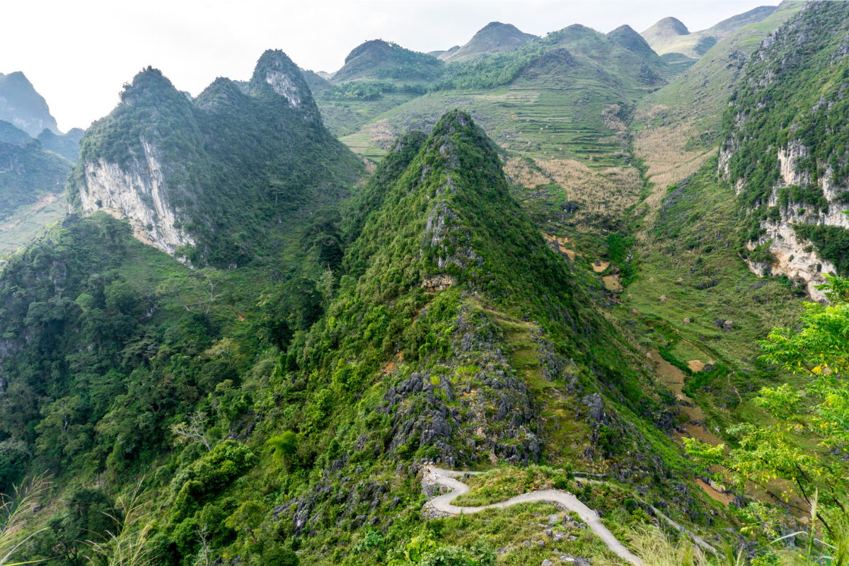 Pine forest in Ha Giang loop