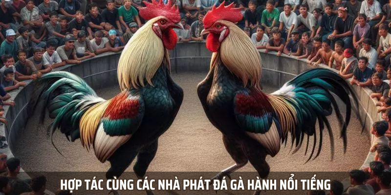 Hợp tác cùng các nhà phát đá gà hành nổi tiếng