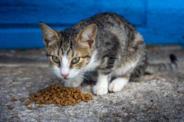Cat in front of food outdoors