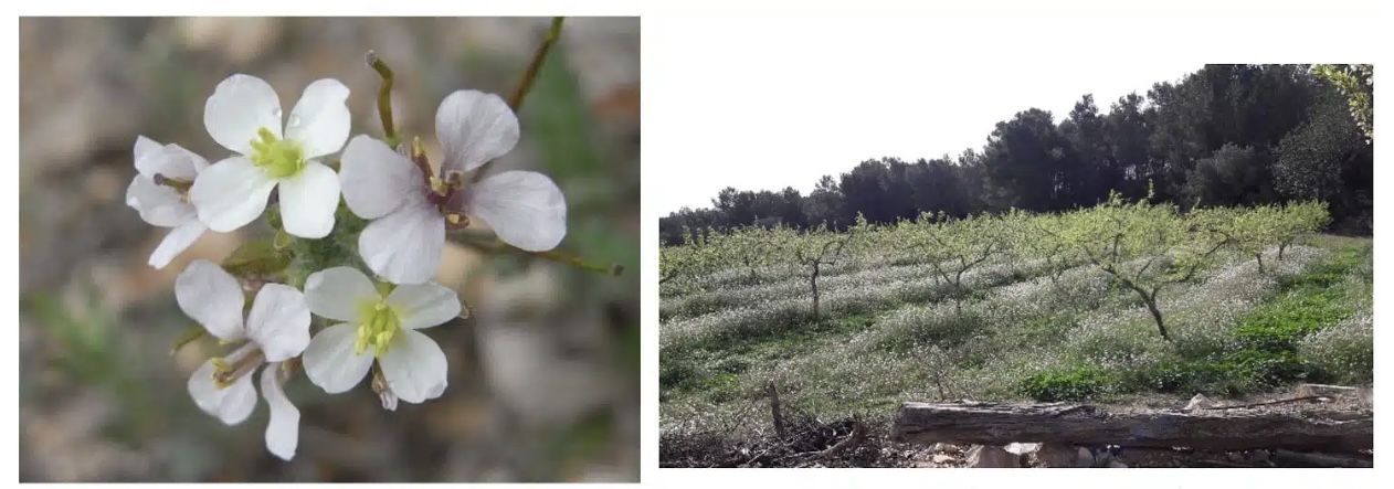 Quelles sont les floraisons apicoles du début du printemps ? - PLANTES MELLIFÈRES