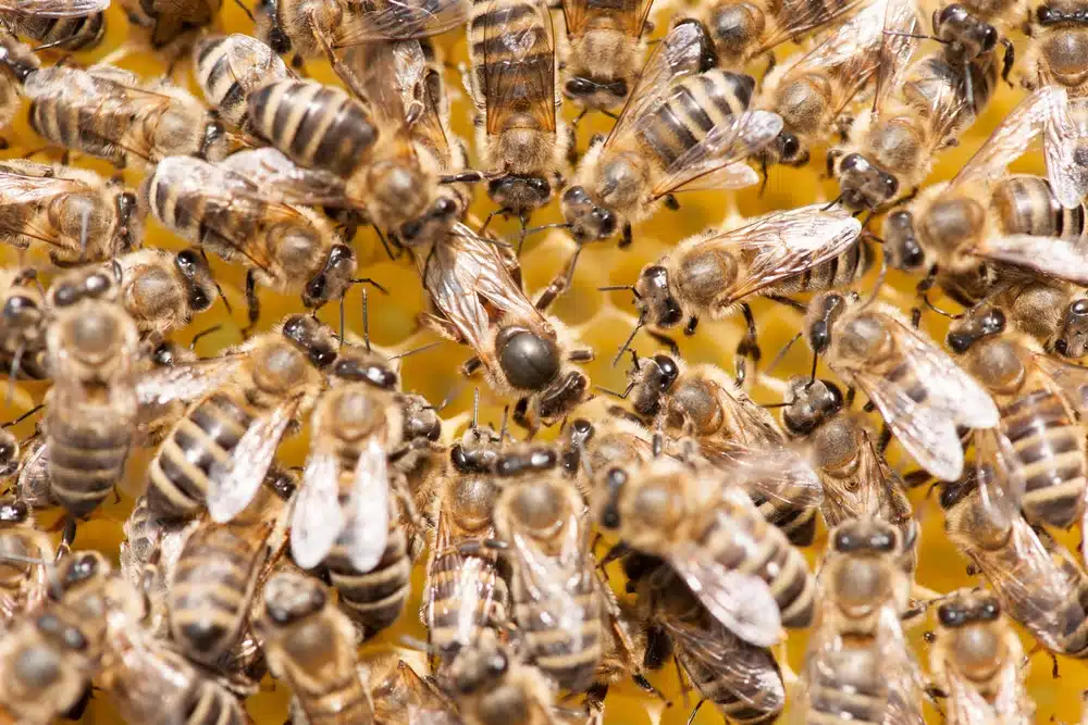 Les phéromones chez les abeilles - Non classifié(e)