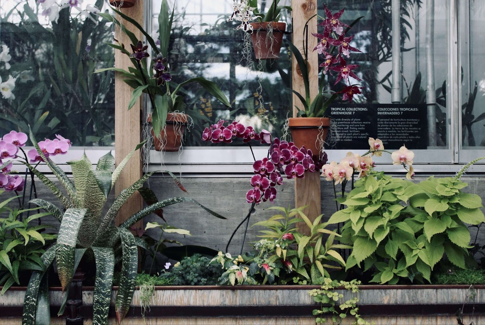 plants at the Denver Botanic Gardens