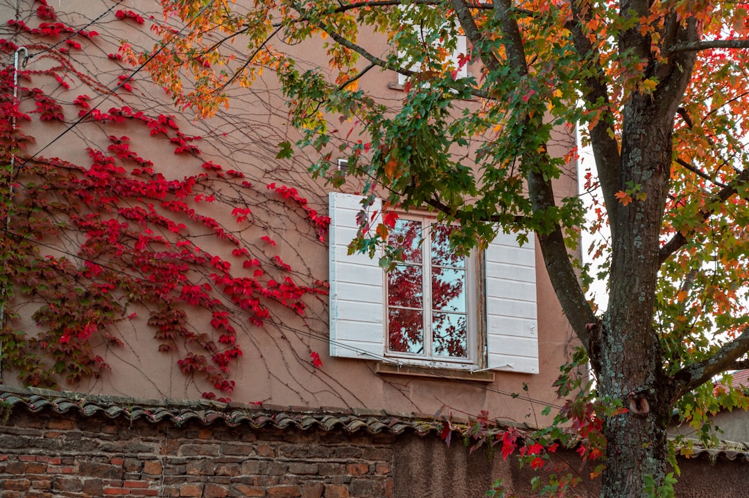 a tree with red leaves and a window with white shutters