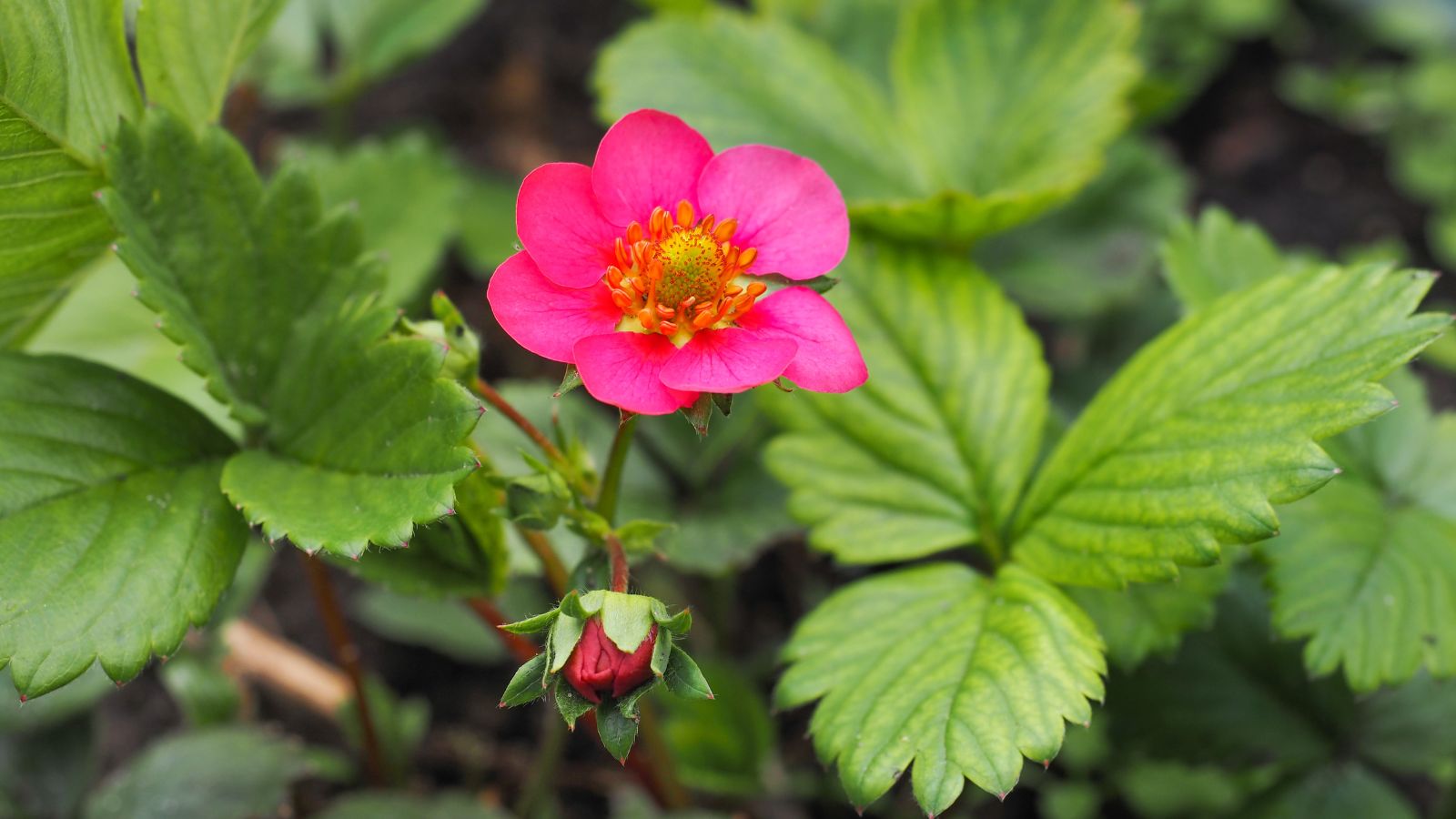 A shot of a vibrant fuchsia colored bloom alongside green leaves of the Toscana variety of plant