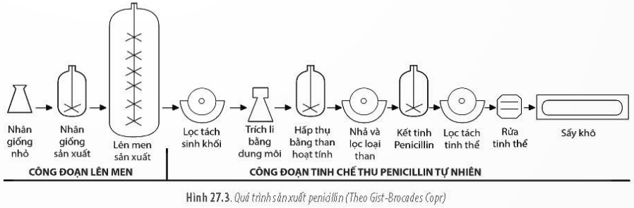 BÀI 27 - ỨNG DỤNG VI SINH VẬT TRONG THỰC TIỄNMỞ ĐẦUCâu 1: Để bảo quản rau, củ, quả dùng dần vào những tháng trái vụ hoặc khi thời tiết khắc nghiệt, người nông dân thường dùng biện pháp muối chua (lên men lactic). Vì sao khi muối chua, thực phẩm không bị các vi sinh vật khác phân hủy và có thể bảo quản được lâu hơn?Đáp án chuẩn:Khi muối chua, thực phẩm không bị các vi sinh vật khác phân hủy và có thể bảo quản được lâu hơn vì:- Ban đầu, tỷ lệ muối 5-6% trong dung dịch muối chua ức chế các vi sinh vật gây hư hỏng thực phẩm, nhưng vẫn đảm bảo cho các vi khuẩn lên men lactic hoạt động tốt.- Sau đó, khi các vi khuẩn lên men lactic hoạt động mạnh, sinh ra nhiều acid lactic, tạo môi trường có độ pH thấp, ức chế các vi sinh vật gây hư hỏng khác.I. CƠ SỞ KHOA HỌC CỦA VIỆC ỨNG DỤNG VI SINH VẬT TRONG THỰC TIỄNCâu 1: Hãy nêu các đặc điểm có lợi và gây hại của vi sinh vật đối với con người.Đáp án chuẩn: * Các đặc điểm có lợi:  - Ứng dụng chế biến và bảo quản thực phẩm  - Ứng dụng trong nông nghiệp  - Ứng dụng trong y học  - Ứng dụng xử lí ô nhiễm môi trường* Các điểm có hại:  - Có khả năng gây bệnh cho con ngườiCâu 2: Trình bày cơ sở khoa học của việc ứng dụng vi sinh vật trong thực tiễn.Đáp án chuẩn:Dựa vào các đặc điểm sinh trưởng, phát triển, sinh sản của vi sinh vật, con người đã khai thác, ứng dụng chúng và nhiễu lĩnh vực của đời sống nhằm tạo ra các sản phẩm có ích, an toàn và thân thiện với môi trường.II. MỘT SỐ ỨNG DỤNG VI SINH VẬT TRONG THỰC TIỄNCâu 3: Hãy tóm tắt một số ứng dụng của vi sinh vật trong đời sống (tên ứng dụng, cơ sở khoa học, loại vi sinh vật được sử dụng, vai trò trong đời sống,...)Đáp án chuẩn:Một số ứng dụng của vi sinh vật trong đời sống:Tên ứng dụngCơ sở khoa họcLoại vi sinh vậtVai trò trong đời sốngSản xuất phomatVi sinh vật có khả năng tiết ra enzyme để phân giải protein ở bên ngoài tế bàoLactococcus lactis và enzyme renninLàm thực phẩmSản xuất tươngVi sinh vật có khả năng tiết ra enzyme để phân giải carbonhydrat ở bên ngoài tế bàoNấm mốc aspergilus oryzaeLàm thực phẩmSản xuất chất kháng sinhVi sinh vật có khả năng tự tổng hợp các chất cần thiết bằng cách sử dung năng lượng và enzyme nội bàoXạ khuẩn chi Steptomyces và vi khuẩn chi Bacillus và nấm chi PenicilliumLàm thuốc chữa bệnhSản xuất thuốc trừ sâu sinh họcMột số vi sinh vật tạo ra chất gây độc hại cho côn trùngBacillus thuringiensis hoặc Beaauveria hoặc metarhiziumBảo vệ thực vậtXử lí nước thảiVi sinh vật có khả năng tiết ra các enzyme để tiết ra các chất ở bên ngoài tế bào.Vi khuẩn dị dưỡng hoại sinh và vi khuẩn nitrat hóaBảo vệ môi trườngCâu 4: Quan sát hình 27.3, hãy phân tích quy trình sản xuất penicilin. Đáp án chuẩn:1. Nhân giống và sản xuất: Chọn chủng vi khuẩn và môi trường nuôi cấy phù hợp.2. Lên men: Pha 1 là sinh trưởng từ khi cấy giống vào thùng lên men đến khi sinh khối ngừng tăng. Pha 2 là tổng hợp chất kháng sinh, cần môi trường đầy đủ dinh dưỡng và tiền chất để đạt năng suất cao.3. Tách chiết: Lọc tách sinh khối, trích ly bằng dung môi, hấp thụ bằng than hoạt tính, lọc loại than, kết tinh penicillin, lọc tinh thể, rửa và sấy khô.Câu 5: Quan sát Hình 27.4, hãy mô tả quá trình sản xuất thuốc trừ sâu Bt.Đáp án chuẩn:Chuẩn bị giống vi khuẩnNhân giống cấp 1trên máy lắcNhân giống cấp 2 trong nồi lên men 500 lít hoặc 5000 lítKích thích lên menLọc và li tâmThu sinh khốiThêm chất phụ gia hoặc sấy rồi thêm chất phụ giaĐóng chai bảo quản đối với dạng lỏng và đóng gói bảo quản dưới dạng chất rắn.Luyện tập:Kể tên các loại thuốc kháng sinh, thuốc trừ sâu được sản xuất từ vi sinh vật.Giải thích vì sao sữa chuyển từ trạng thái lỏng sang dạng đông đặc sau khi lên men.Đáp án chuẩn:- Một số loại thuốc kháng sinh và thuốc trừ sâu từ vi sinh vật: penicillin, tetracyclin, ampicillin, amoxicillin, cephalexin, erythromycin, azithromycin, clarithromycin, Firibiotox P, Firibiotox C (chế phẩm trừ sâu Bt), Ometar, Biovip (chế phẩm nấm trừ côn trùng), TriB1 (Trichoderma)...- Sữa chuyển từ lỏng sang đông đặc sau khi lên men: Vi khuẩn lactic làm acid lactic, giảm pH sữa, kết tụ protein thành đông đặc, đánh giá thành công của làm sữa chua.Câu 6: Quan sát Hình 27.5 và 27.6, hãy mô tả quá trình xử lí nước thải bằng phương pháp bùn hoạt tính và bể UASBĐáp án chuẩn:- Quá trình xử lí nước thải bằng phương pháp bùn hoạt tính Nước thải xử lí sơ cấp cho vào bể sục không khíNước qua bể lắng có chưa bùn hoạt tínhNước sạch được đưa ra ngoài và bùn hoạt tính  được đưa trở lại làm giống cùng nước thải sử lí sơ cấp. Bùn thừa được phân giải yếm khí- Quá trình xử lí nước thải bằng bể UASBNước được bơm vào bể qua hệ thống ống phun nước thảiNước thải được xử lý bằng bùn than hoạt tínhKhí thải được thu bằng tấm chắn khí.Nước thải đã được xử lí được đưa ra ngoài.Vận dụng: Hãy quan sát và mô tả lại một quá trình ứng dụng vi sinh vật trong đời sống ở địa phương ( muối chua rau, củ, quả; làm giấm; nấu rượu, làm tương,...)Đáp án chuẩn:Khu vực núi Ba Vì nuôi nhiều bò sữa và sản xuất sữa chua để đa dạng hóa các sản phẩm bán cho du khách.Quy trình làm sữa chua:1. Tiệt trùng dụng cụ làm sữa chua bằng nước sôi trong 2 - 3 phút.2. Pha hỗn hợp từ 380 ml sữa đặc có đường với 1000 ml nước sôi để có sữa ngọt uống được. Có thể dùng sữa tươi có đường đun nóng. Có thể thêm sữa tươi không đường và sữa nguyên liệu.3. Để nguội sữa khoảng 40°C, sau đó thêm men sữa chua và đổ vào hộp.4. Đậy kín và ủ trong thùng xốp chứa nước ấm 40°C khoảng 6 - 8 giờ.5. Kiểm tra sữa chua thành phẩm và bảo quản ở 2 - 8 độ C trong ngăn mát tủ lạnh.BÀI TẬP