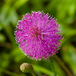 10 flowers name in english